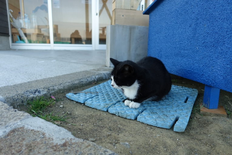 田代島の猫｜猫島で有名な「田代島」と潮美荘がある「網地島」を巡る離島の旅